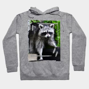 Cute Raccoon Hoodie